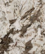 MSI Granite Countertops - Bianco Antico