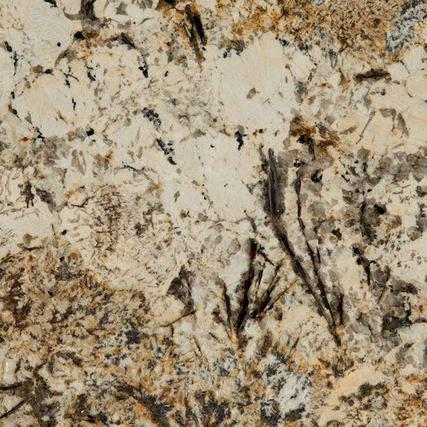 MSI Granite Countertops - Caravelas Gold