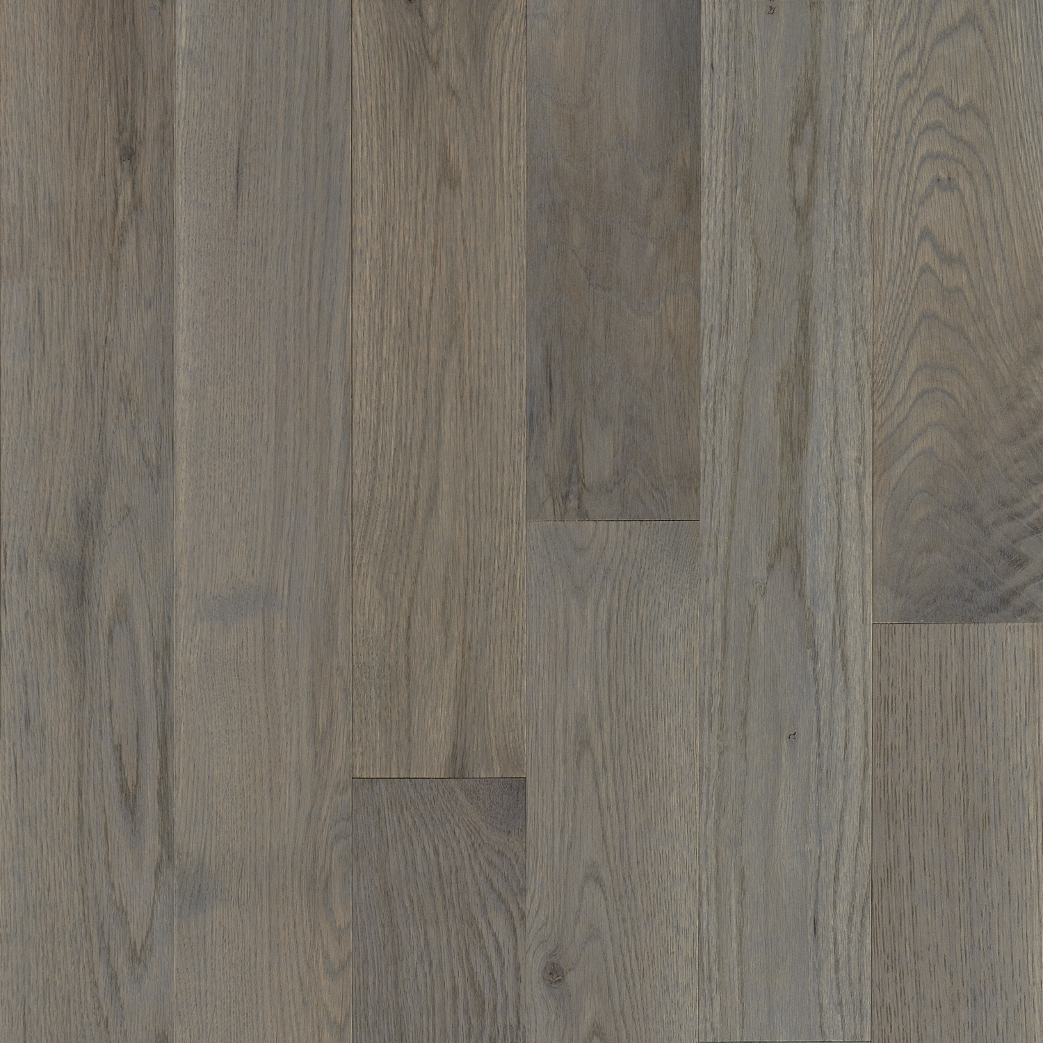 Robbins Natural Forest - Winter Neutral in Oak 4 in Wide x 3/4 in Thick
